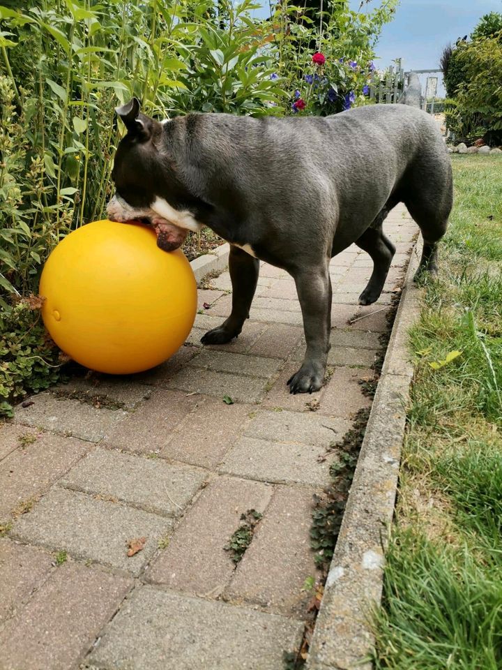 Treibball 30cm für allerlei Tier geeignet in Warnitz