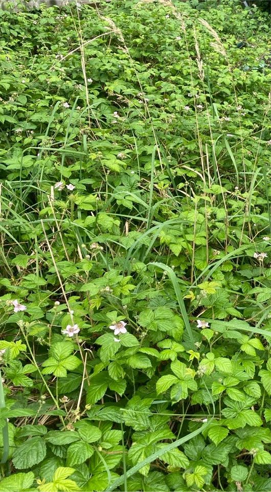 Brombeer  Pflanz-Ableger zu verschenken in Uetze