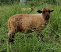 Deutsches Schwarzköpfiges Fleischschaf - Coburger Fuchs Böckchen Hessen - Heringen (Werra) Vorschau