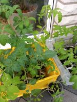 Tomaten Pflanzen Nordrhein-Westfalen - Paderborn Vorschau