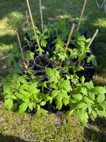 Tomatenpflanzen Pankow - Karow Vorschau