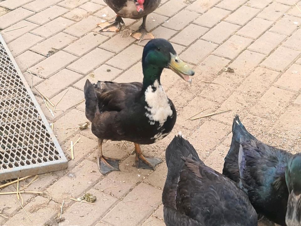 Entenküken in Medebach