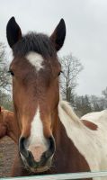 Beritt, Ausbildung Pferd, Pflegebeteiligung, Reitbeteiligung Schleswig-Holstein - Schmalfeld Vorschau