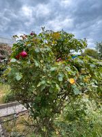 Rosen zu verschenken Blumenthal - Farge Vorschau