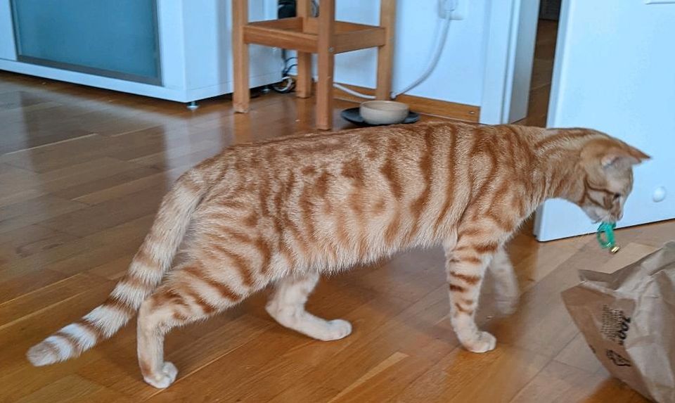 Kater Simba vermisst in München