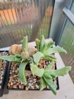Faucaria aurantiaca Mesembryanthemum Sukkulenten Niedersachsen - Rühen Vorschau
