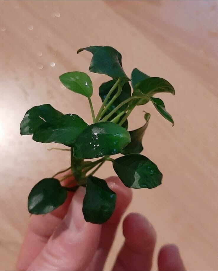 Anubias Barteri var. nana ˋPetitè (Bonsai) in Eicklingen