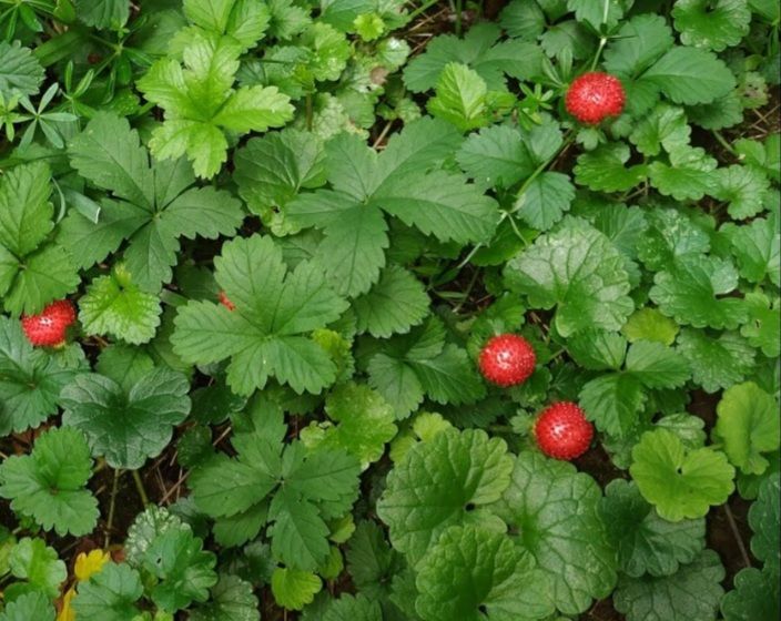 ☆☆☆☆☆ Indische Scheinerdbeeren ☆☆☆☆☆ in Rellingen