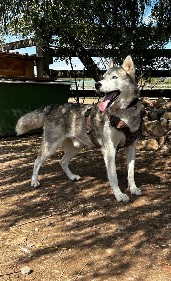 Zeus - aktiver Huskymix sucht aktives Herrchen in Ellerstadt