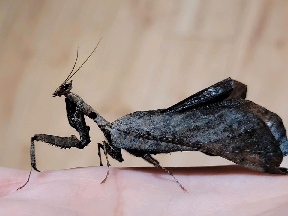 Pseudacanthops lobipes ☆Gottesanbeterin,Mantiden,Mantis,Nymphen☆ in Hamburg