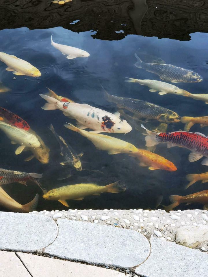 KOIS IN VERSCHIEDENEN FARBEN UND GRÖßEN in Moos