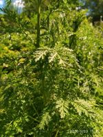 Artemisia annua Einjähriger Beifuß Saatgut, Tee, Kraut Baden-Württemberg - Ludwigsburg Vorschau