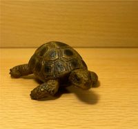 Schleich Schildkröte Schleswig-Holstein - Kappeln Vorschau