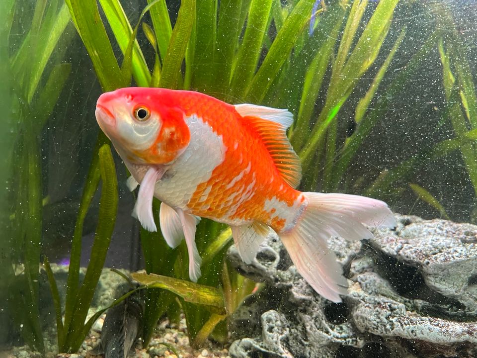 Goldfisch (groß) in Weilheim an der Teck