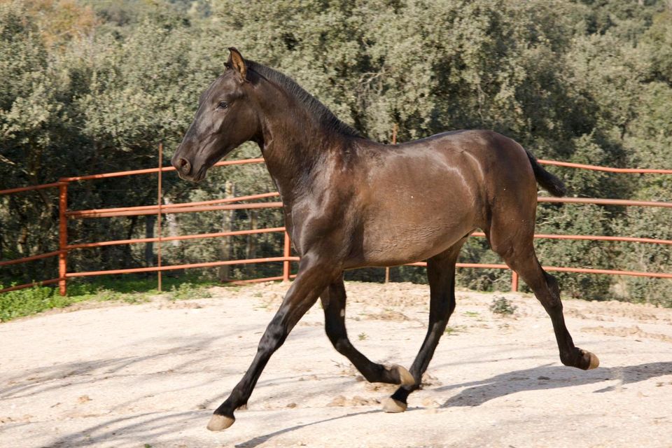 PRE Jährling, Andalusier, Hengst, groß, Schwarz in München