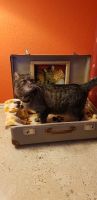 Katzenbett, Hundebett aus upcycling, vintage, alter Koffer Bayern - Untrasried Vorschau