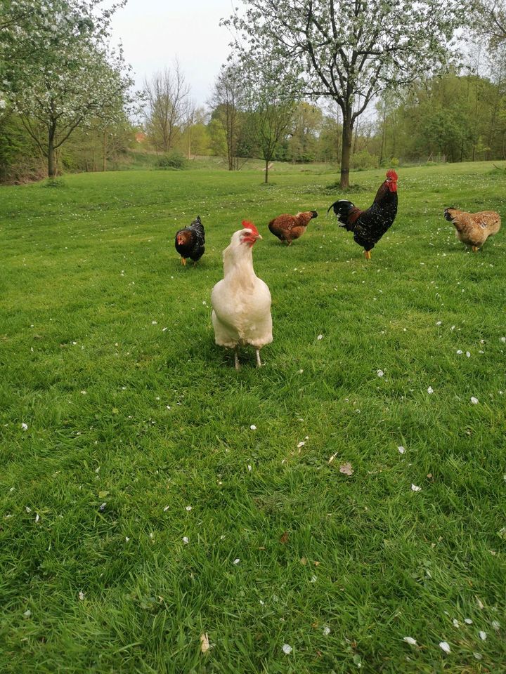 2 Bresse-Hennen / Bresse Huhn in Angelmodde