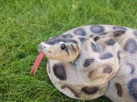 SCHLANGE KÖNIGSPYTHON REPTILIEN GARTENFIGUR DEKOFIGUR, Z4197 Schleswig-Holstein - Preetz Vorschau