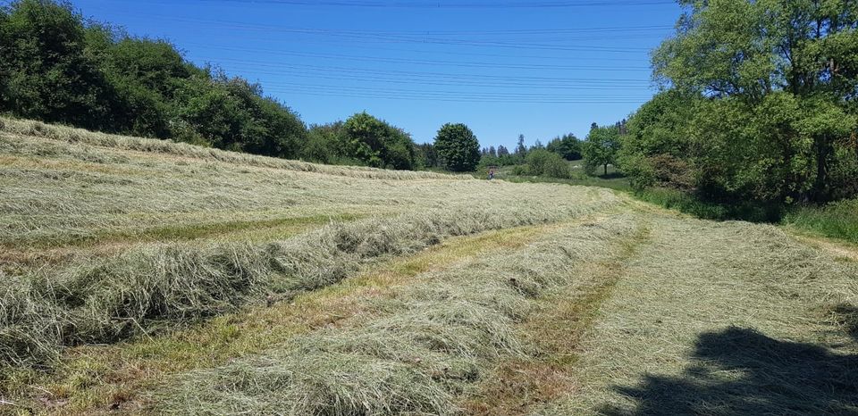 Heu / Heuballen klein / Heubündel / Quaderballen / HD Ballen in Remptendorf