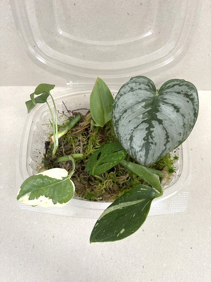 Stecklingsbox: 7 vers. Ableger Philodendron Syngonium Efeutute in Hannover