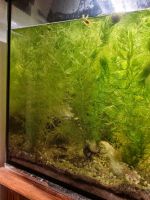 Wasserpflanzen Aquarium 5 Stück Bündel 20- 30 cm hoch Baden-Württemberg - Aalen Vorschau