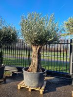 Olivenbaum Bonsai 250cm etwa 120 Jährig / NRW Abholung. Nordrhein-Westfalen - Kranenburg Vorschau