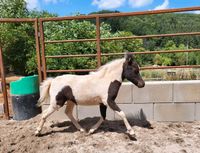 Amha / American Miniature Horse / Miniaturpferd / Stutfohlen Pony Rheinland-Pfalz - Staudernheim Vorschau