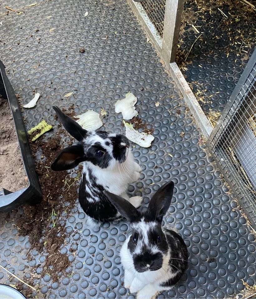 2 Zwergwidder x Löwenköpf Kaninchen suchen ein neues Zuhause in Barßel