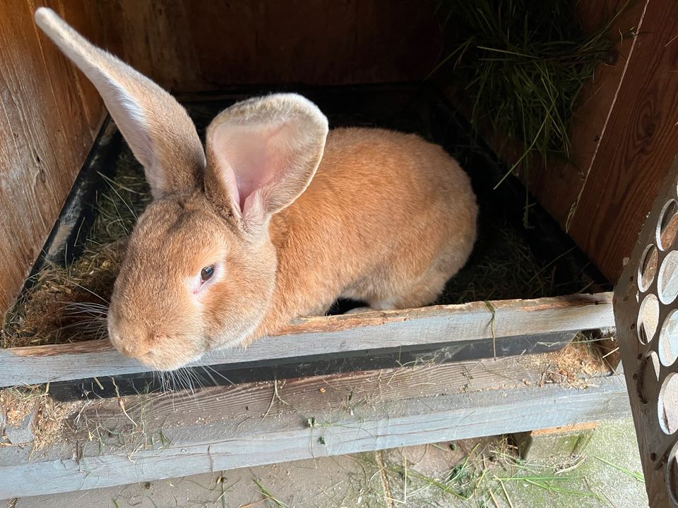 Kaninchen / Deutsche Riesen Mischlinge / Hasen in Floh-Seligenthal-Seligenthal