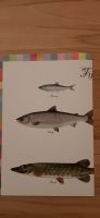 Plakat, Poster über Fische Bayern - Kempten Vorschau