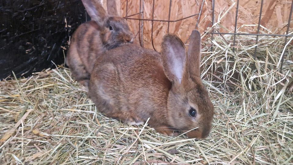 Hase Kaninchen Jungtiere Japaner und Stallhasen in Leinfelden-Echterdingen