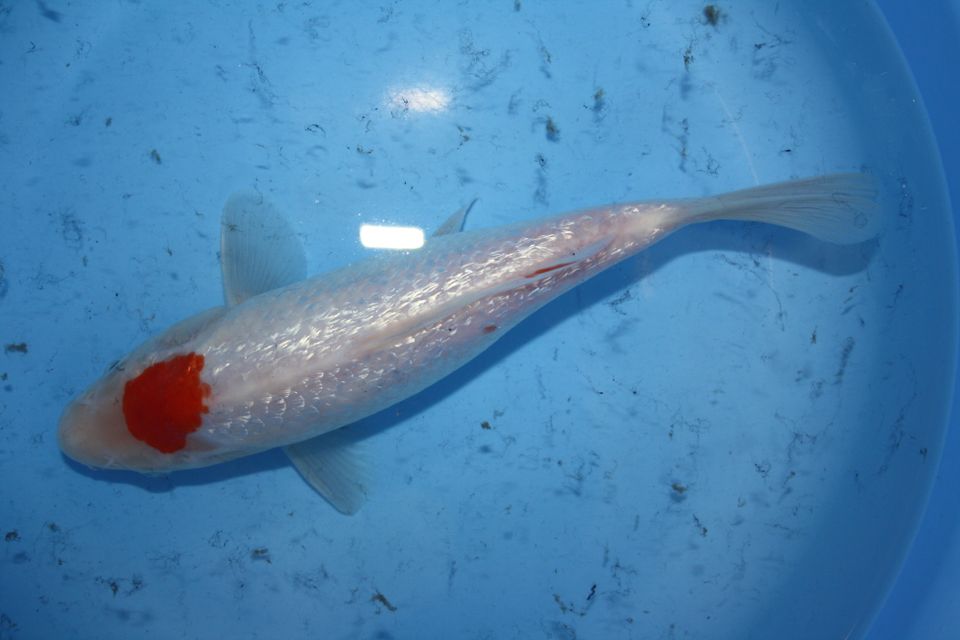 Japanische Koi bei KoiKeil vom Züchter Miyatora in Vechelde