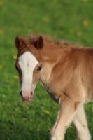 Hengstfohlen Welsh A Pony Nordrhein-Westfalen - Wadersloh Vorschau