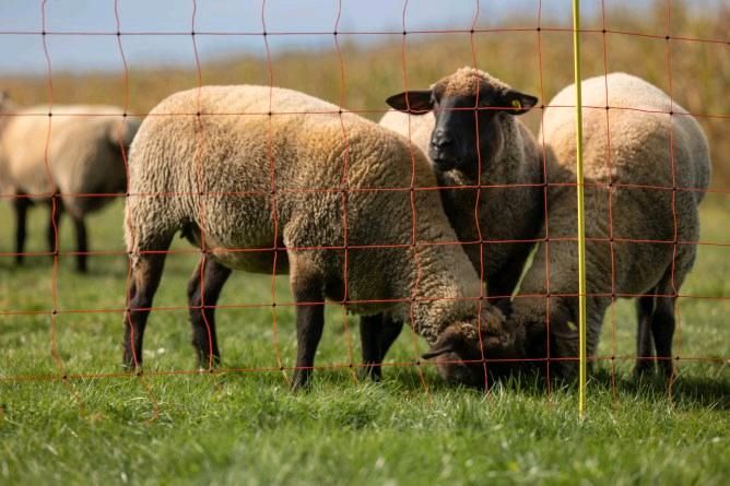 Aktion! Schafzaun Staffelpreise, Schafnetz, Weidenetz, Steckzaun in Engelsberg