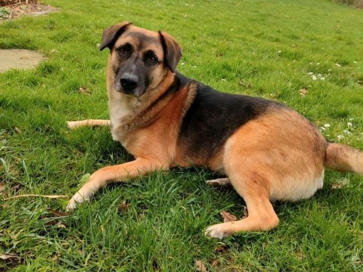 Schäferhundmischling 5J sucht neues Zuhause Hund in Hoya