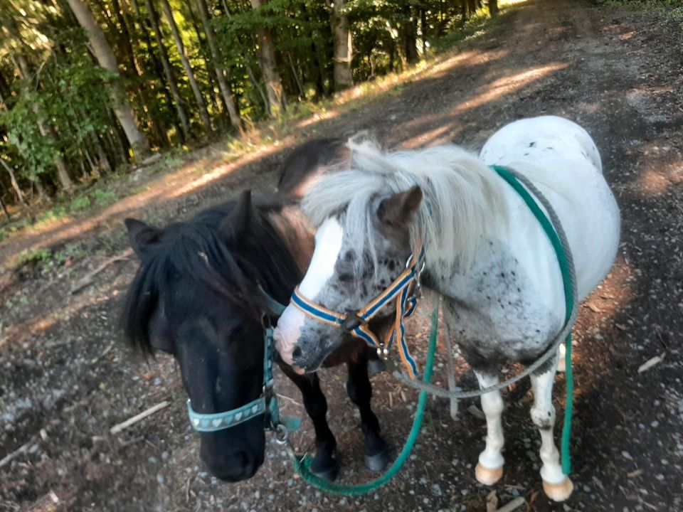 2 Shetty Wallache in Herborn