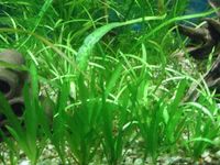 Sagittaria Subulata kleines Pfeilkraut Aquariumpflanze Niedersachsen - Dörverden Vorschau