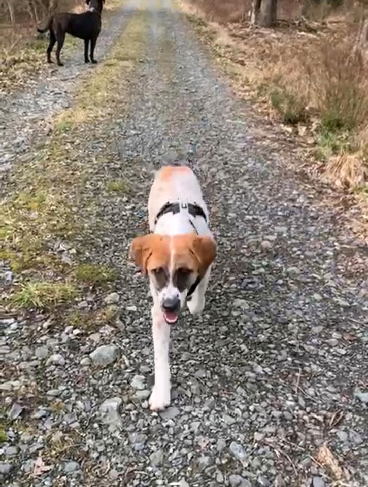 SALMA Hirtenhund Mischling Tierschutz Hund Hündin in Bad Homburg