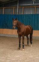 Pflege-/Reitbeteiligung an liebem Wallach (Pferd sucht Mensch) Niedersachsen - Grasberg Vorschau