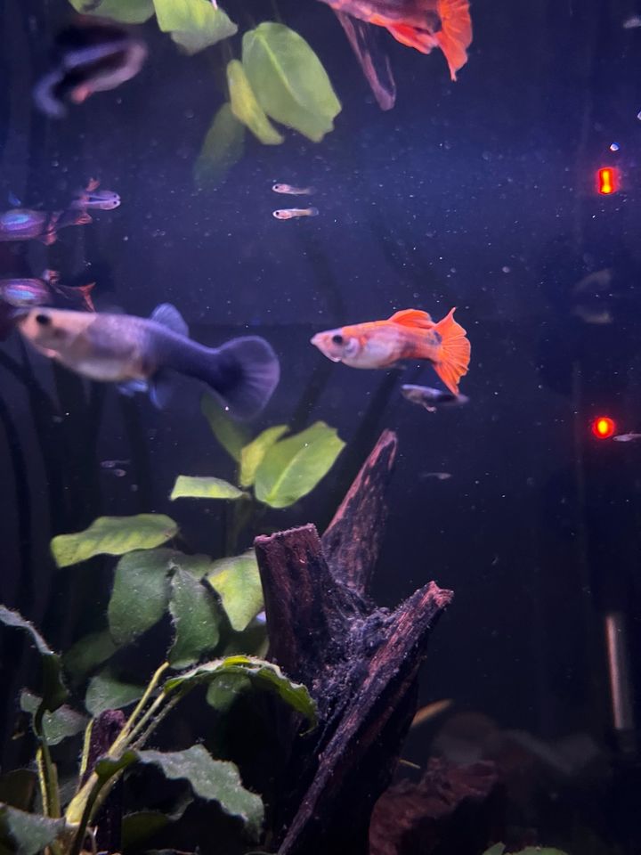 Guppy männlich pink-Poecilia reticulada in Regensburg