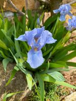 Iris klein, nur 30-40 cm, hellblau Thüringen - Schwaara Vorschau