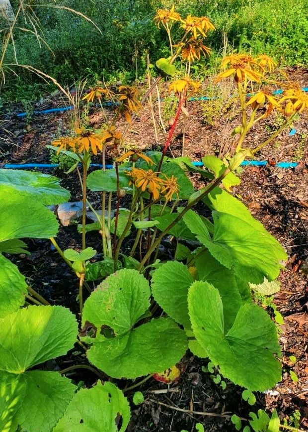 Ligularia dentata, japanischer Goldkolben, aparte Schönheit in Boppard