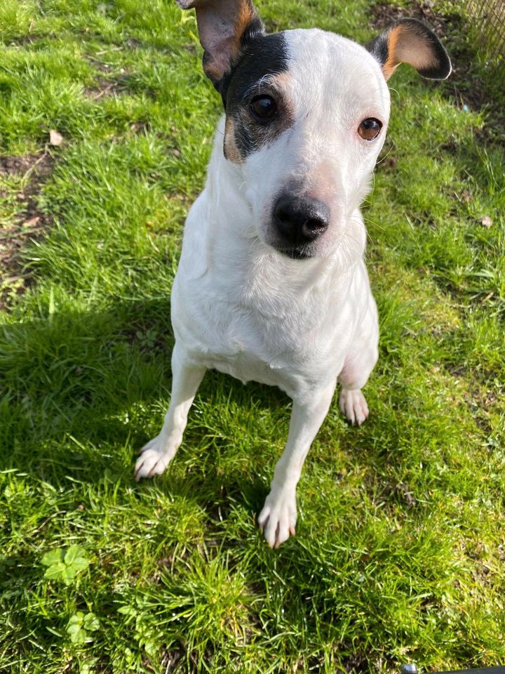 BELEN Bodeguero Hündin Tierschutz Hund in Rodenbek