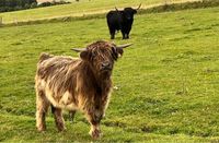 Highland Cattle Bullen Nordrhein-Westfalen - Lichtenau Vorschau