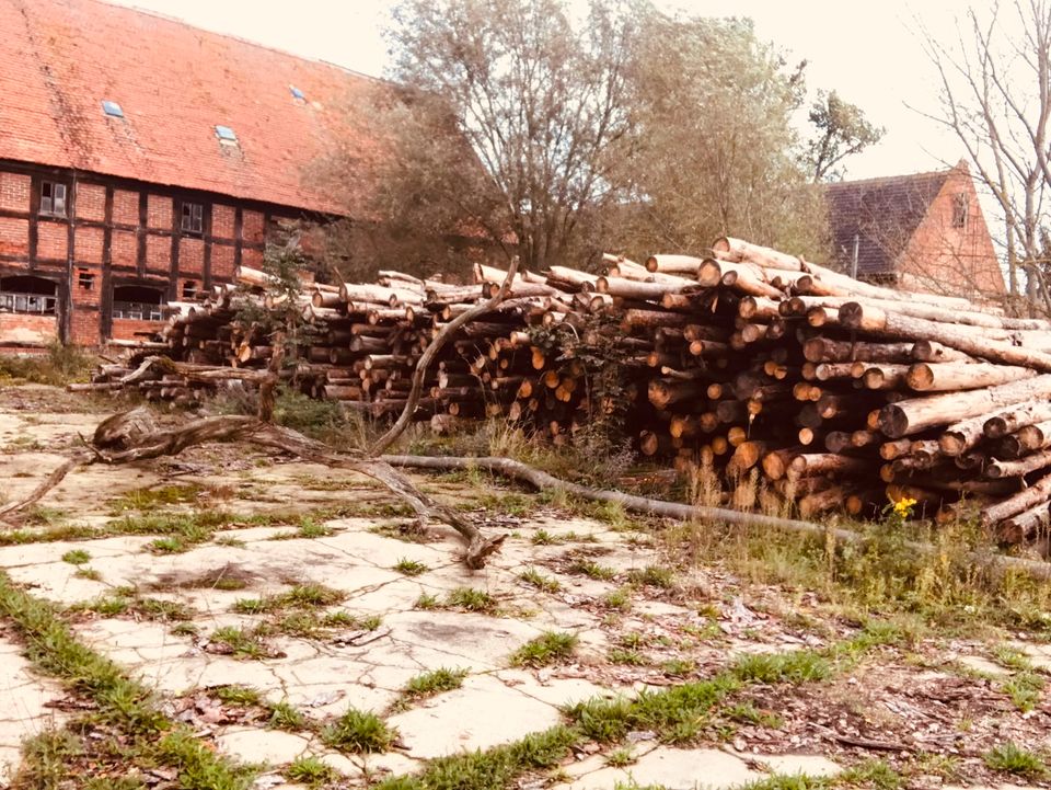 Brennholz gemischt trocken Stammware ab 80€ den Rm in Hohenberg-Krusemark