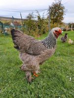Eier von glücklichen Freilandhühnern Niedersachsen - Hardegsen Vorschau