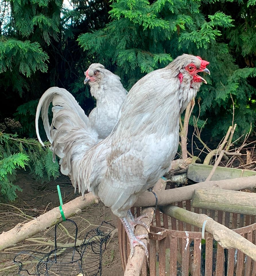 Bruteier Grünleger Zwergbrahma Pawlowskaja Araucana Lavender usw in Krefeld