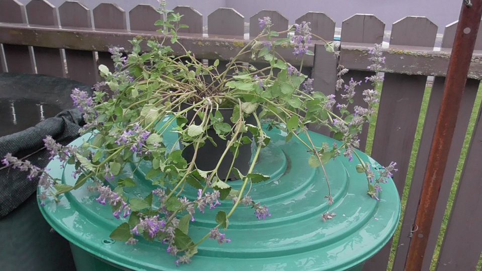 Katzenminze blüehnde ausgewachsene Pflanzen ca 50 cm hoch in Kleinheubach
