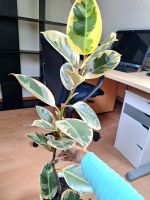 Gummibaum Ficus Elastica Tineke sehr groß Pflanze Nordrhein-Westfalen - Lohmar Vorschau