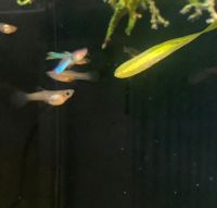 Poecilia wingei RARITÄT Japan Blue Gold Endler Guppy Niedersachsen - Schöningen Vorschau